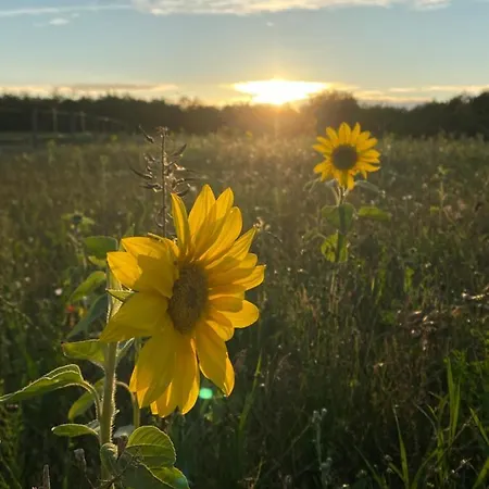 Ferienhaus Country *